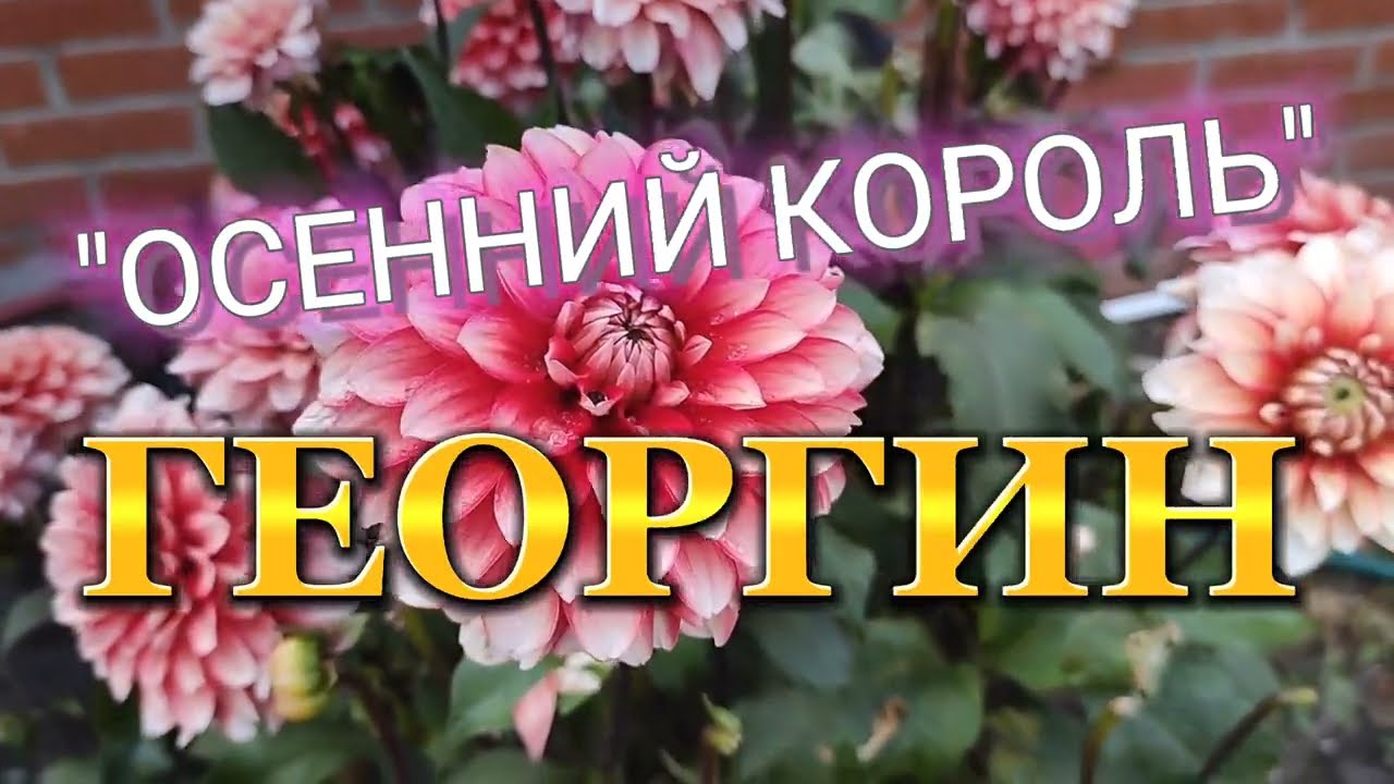 22 сентября 2022 г.