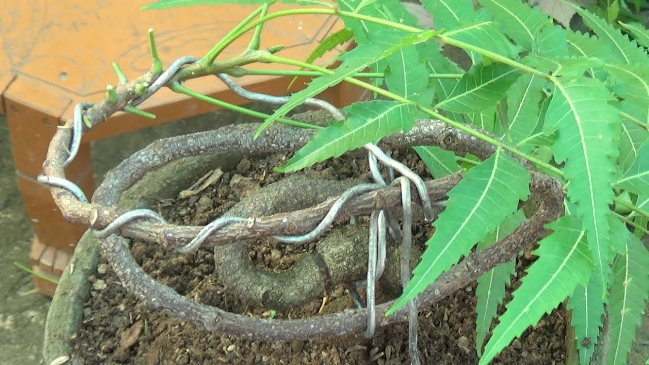 How to make bonsai Indian Neem tree (With English Subtitle)