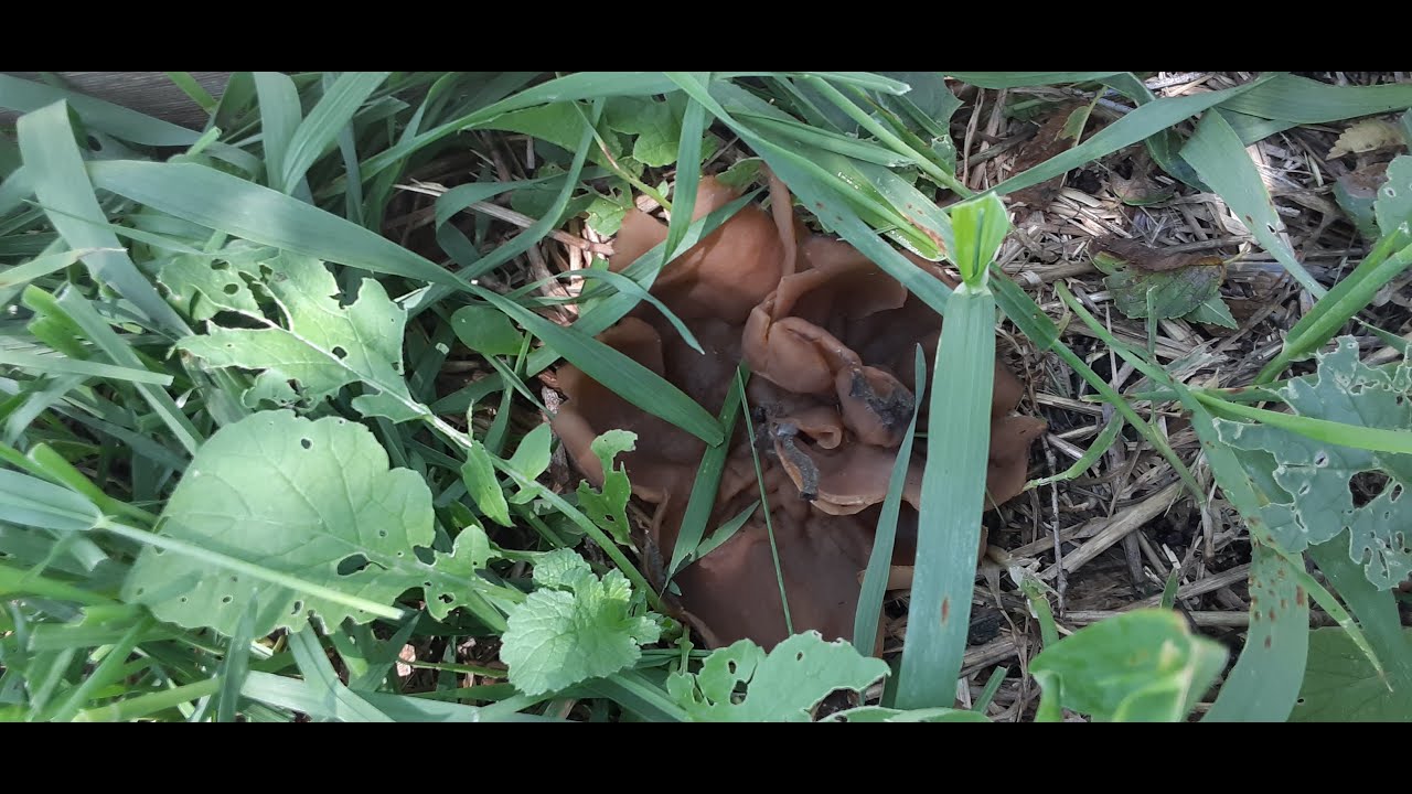 Electroculture/Magnetoculture - Electroculture Antennas with A Fruiting Body