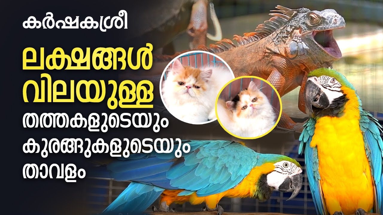 ലക്ഷങ്ങൾ വിലയുള്ള തത്തകളുടെയും കുരങ്ങുകളുടെയും താവളം | Karshakasree  | Doha pets | Pets