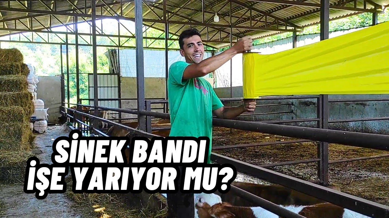 Ahırda Sineklerle Mücadele | Sinek Bandı