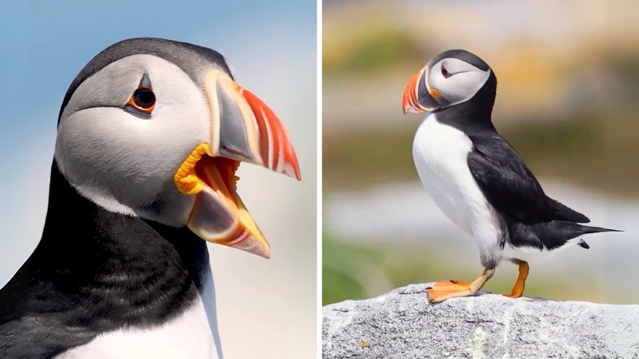 Puffin 🐧 These Birds Fly Underwater!