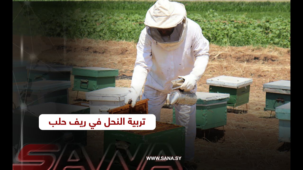 تربية النحل في ريف حلب