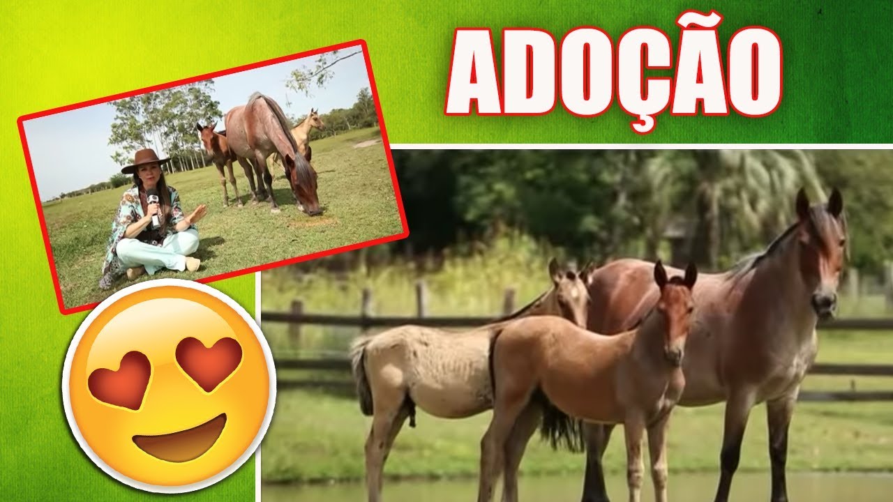 Coração de mãe!  Égua cria potro e adota mais um.
