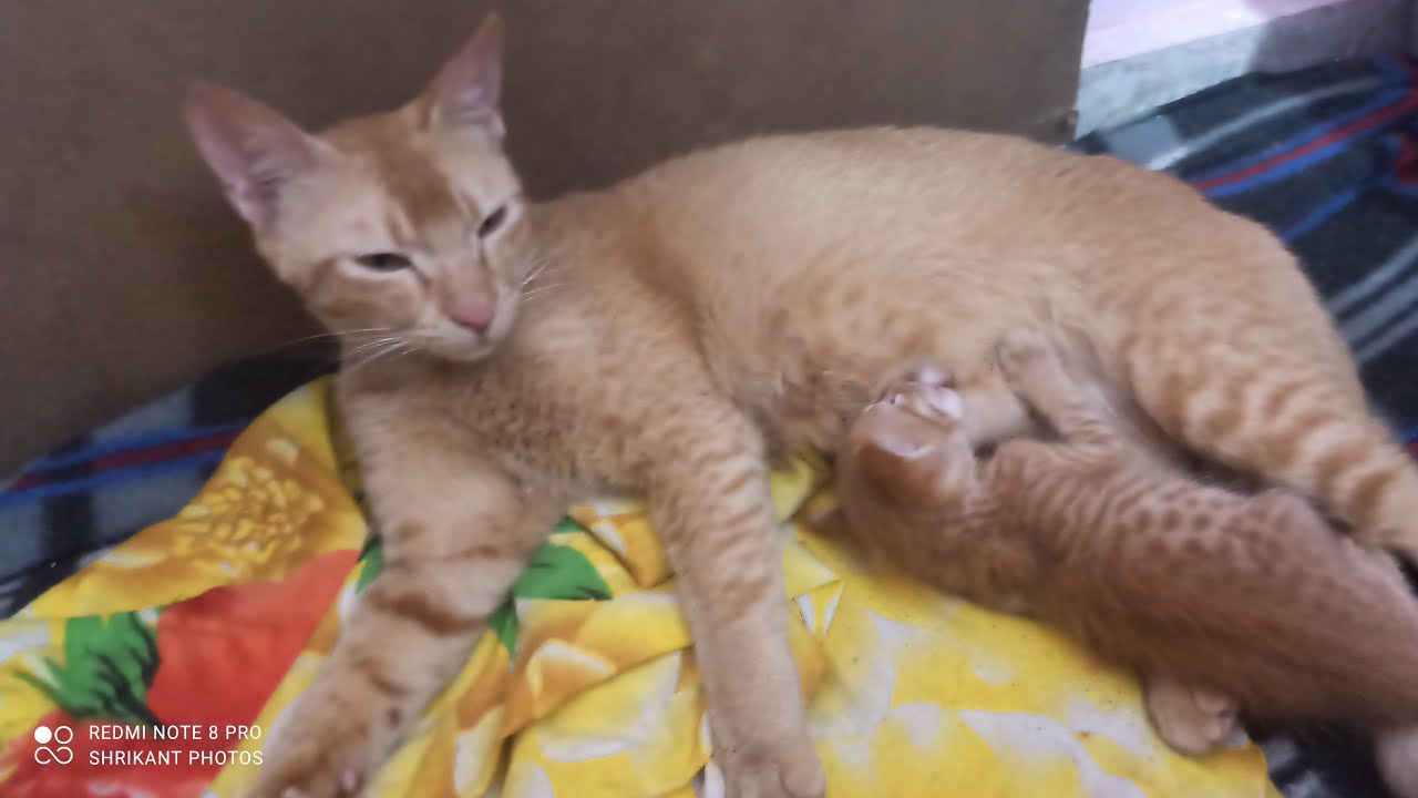 Cute Little Kitten with Mother in Night #kitten