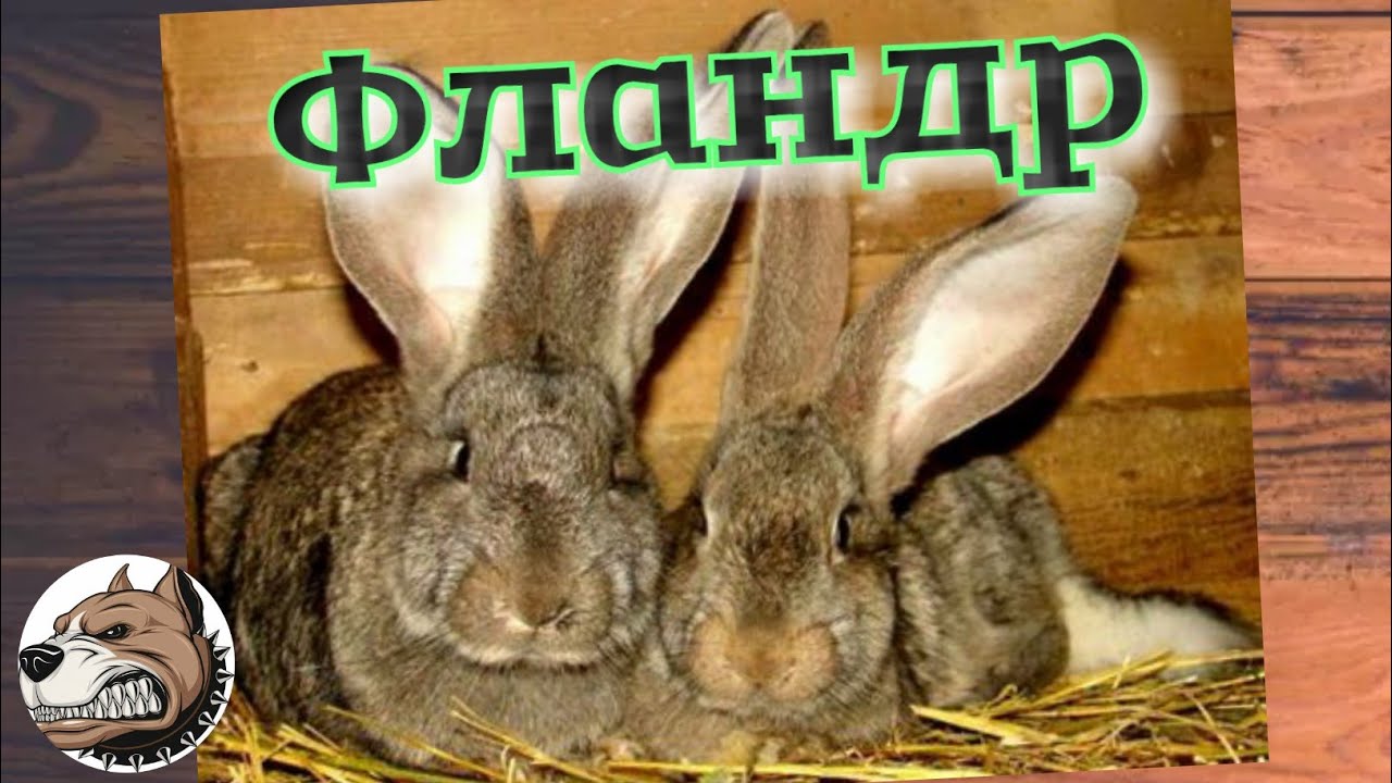 Кролики породы Фландр: разведение и содержание в домашних условиях .