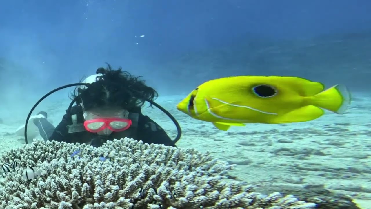 Happy Ocean Peace World Underwater 🌊