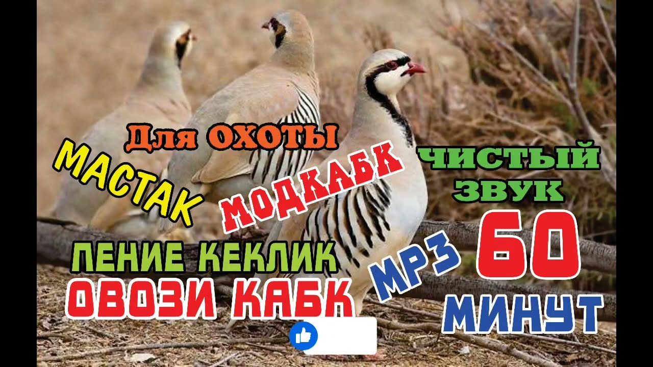 Овози кабк кеклик калик пение каклик мастак модкабк шикор 60 минут