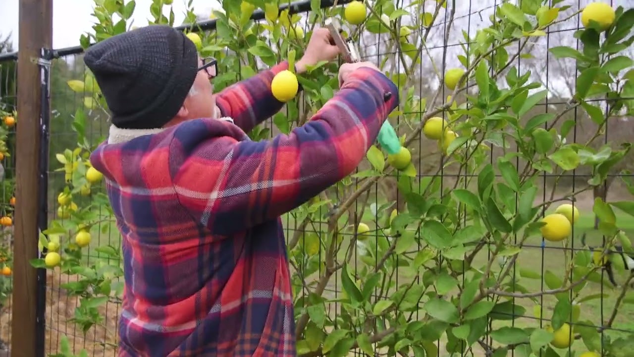 How To Prune An Espaliered Lime Tree
