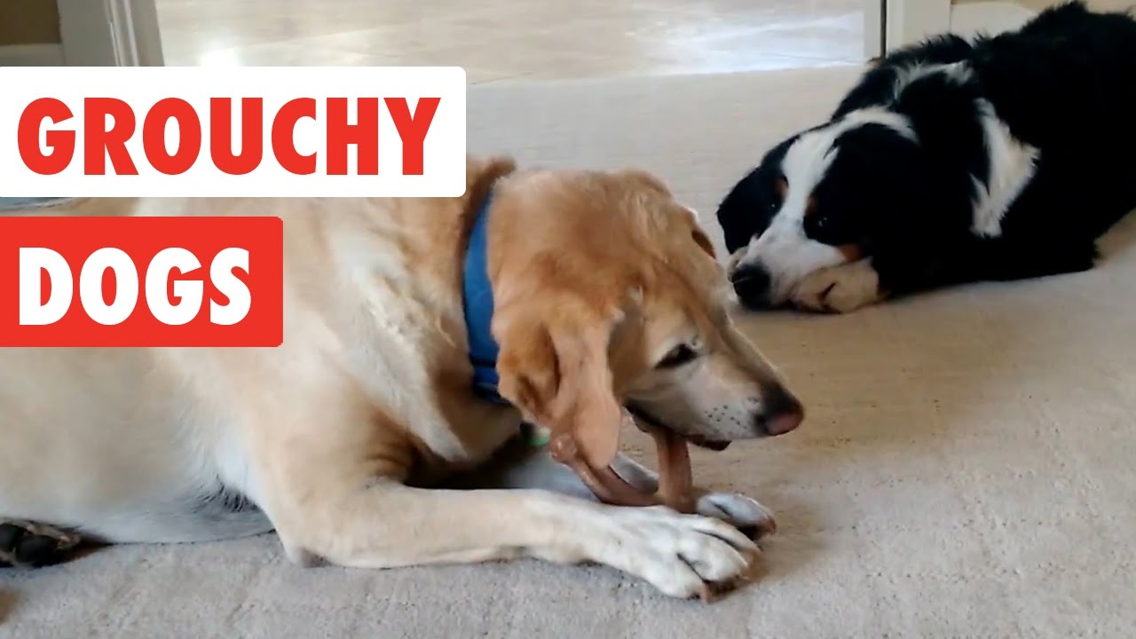 Grouchy Dogs | Funny Dogs Video Compilation 2017