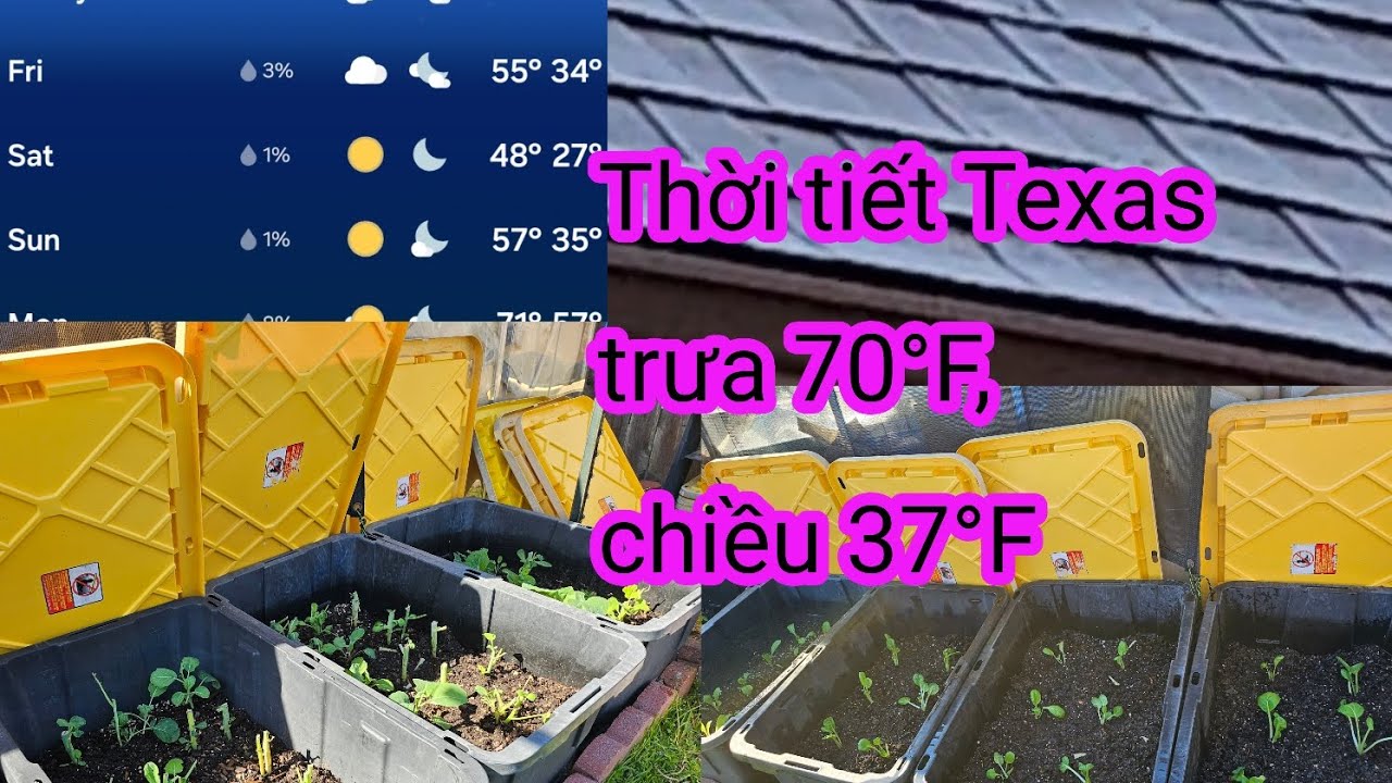 #648:Tranh thủ trưa nắng ấm ra vườn mở nắp che lạnh rồi trồng thêm lại mấy cây cải hoa hồng. 