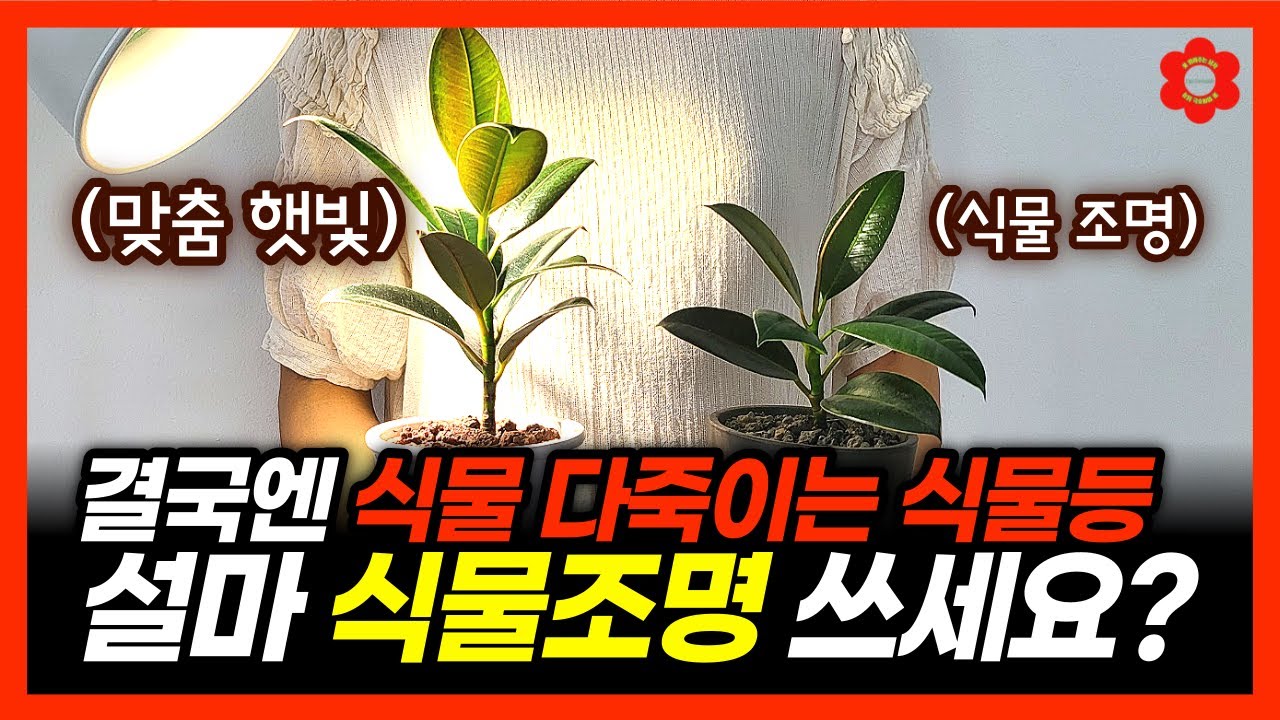 지금 우리집 식물조명💡을 버려야 하는 이유 [feat. 식물조명의 치명적 문제점❗️]
