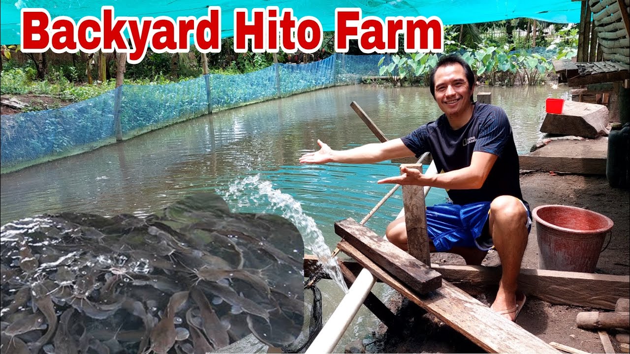 Employee Nainspired ngayon Nagsimula ng mag Hito Farm