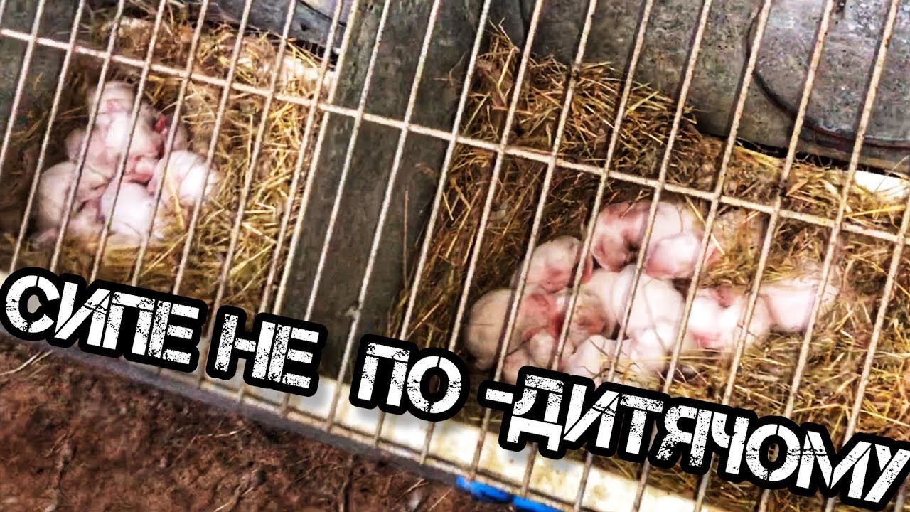 Скільки кроленят народжує кролиця