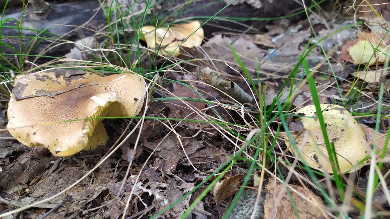 15-10-2021 - Zieleniatki - Grzyby 2021