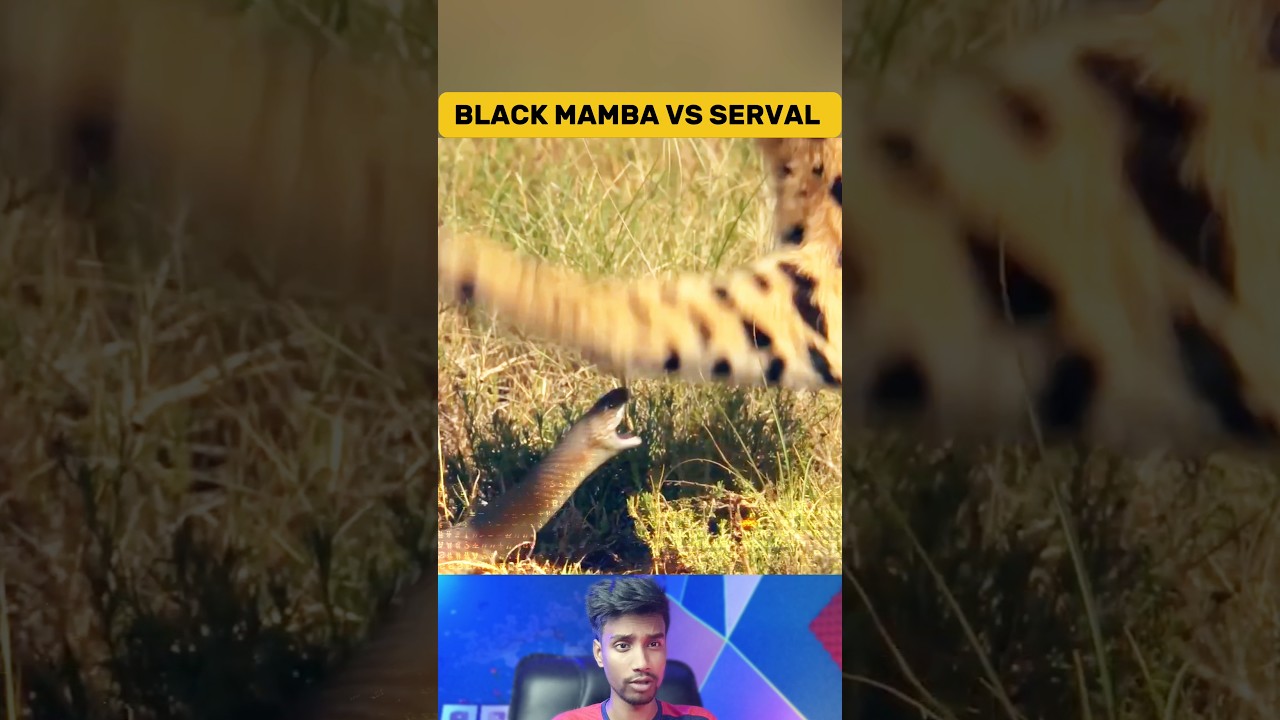 Unbelievable! Black Mamba Defend Against Serval Cat