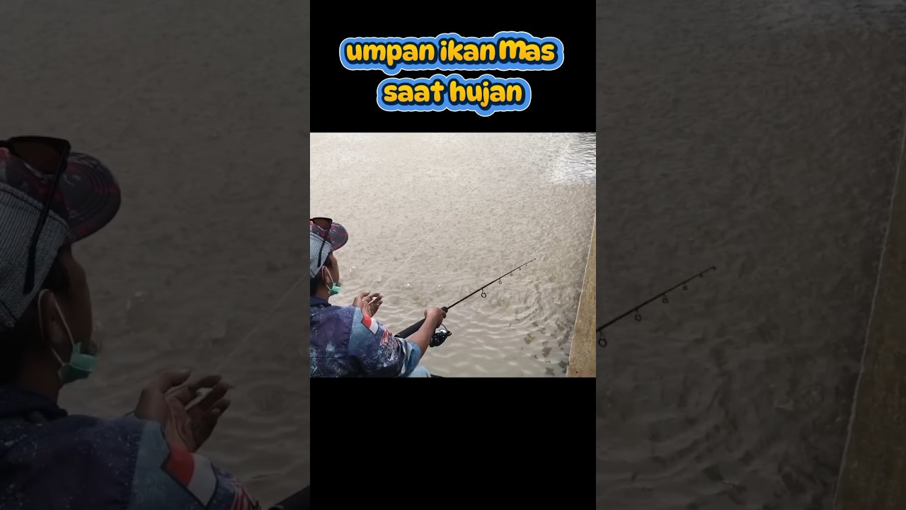 umpan ikan mas saat hujan 