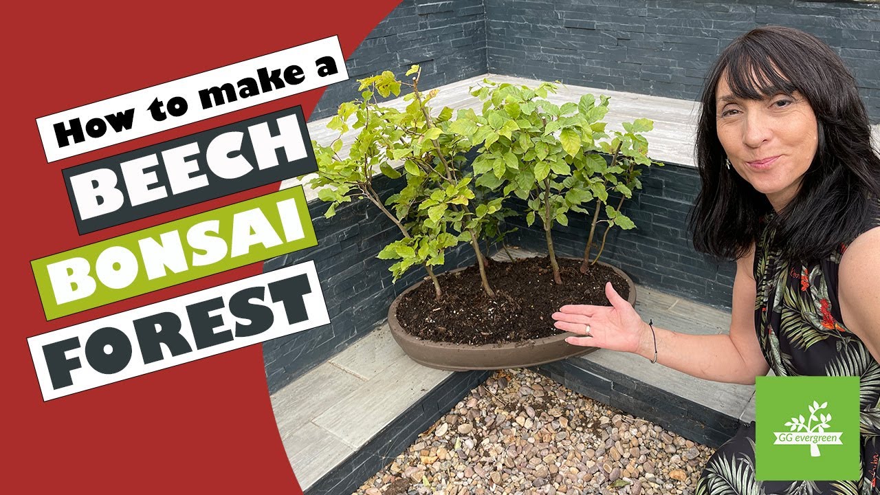 How to Make a  Beech Bonsai Forest for Mindfulness and Calm
