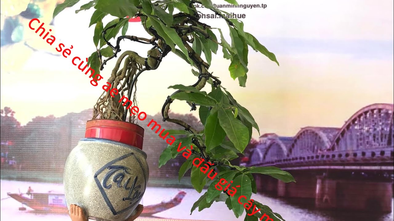 Chia sẻ cùng mọi người mới bắt đầu chơi mai mẹo mua và đấu giá mai Huế qua mạng xã hội.