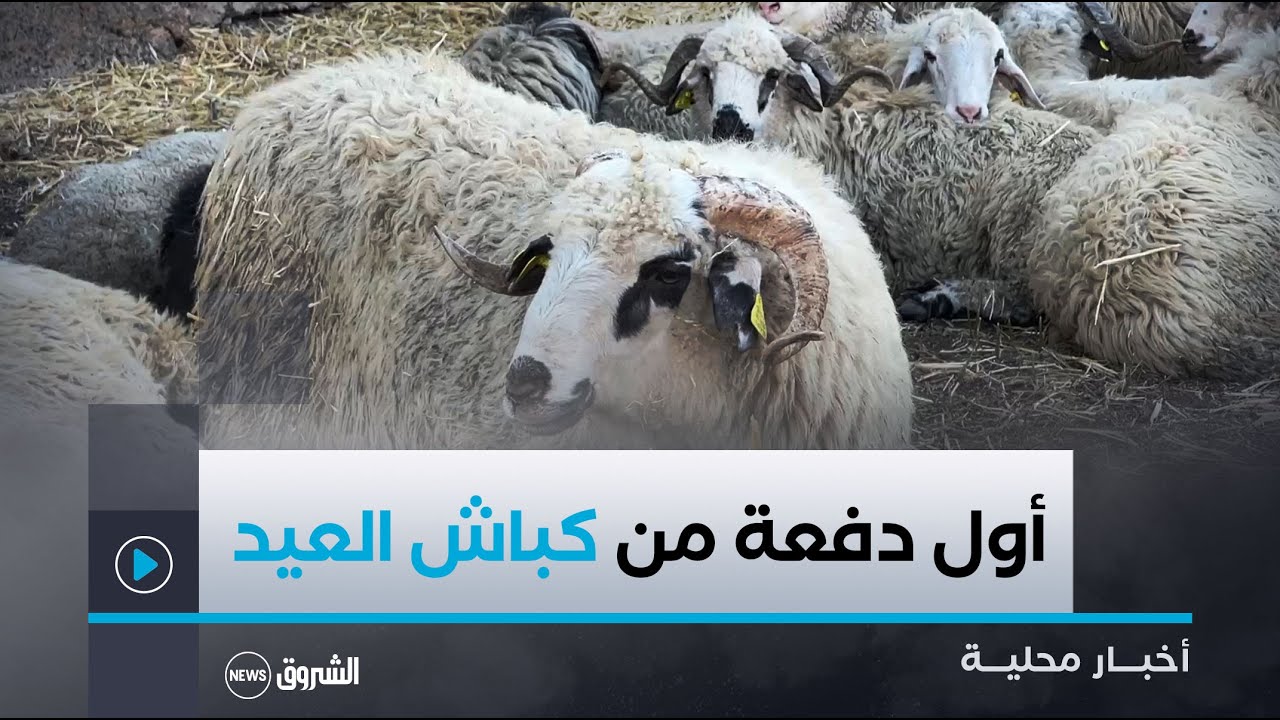 #المدية| استقبال أول دفعة من #الأضاحي المستوردة وسط إجراءات صحية صارمة