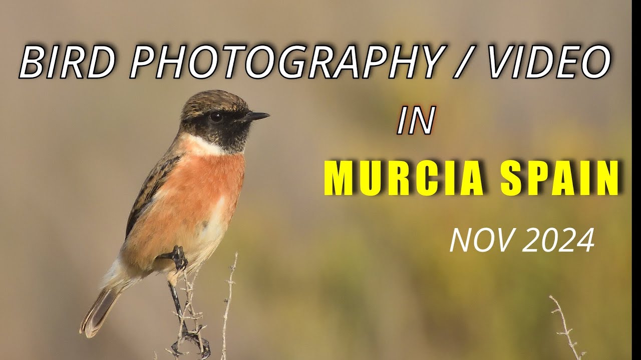 BIRD PHOTOGRAPHY / VIDEO IN MURCIA SPAIN NOV 2024