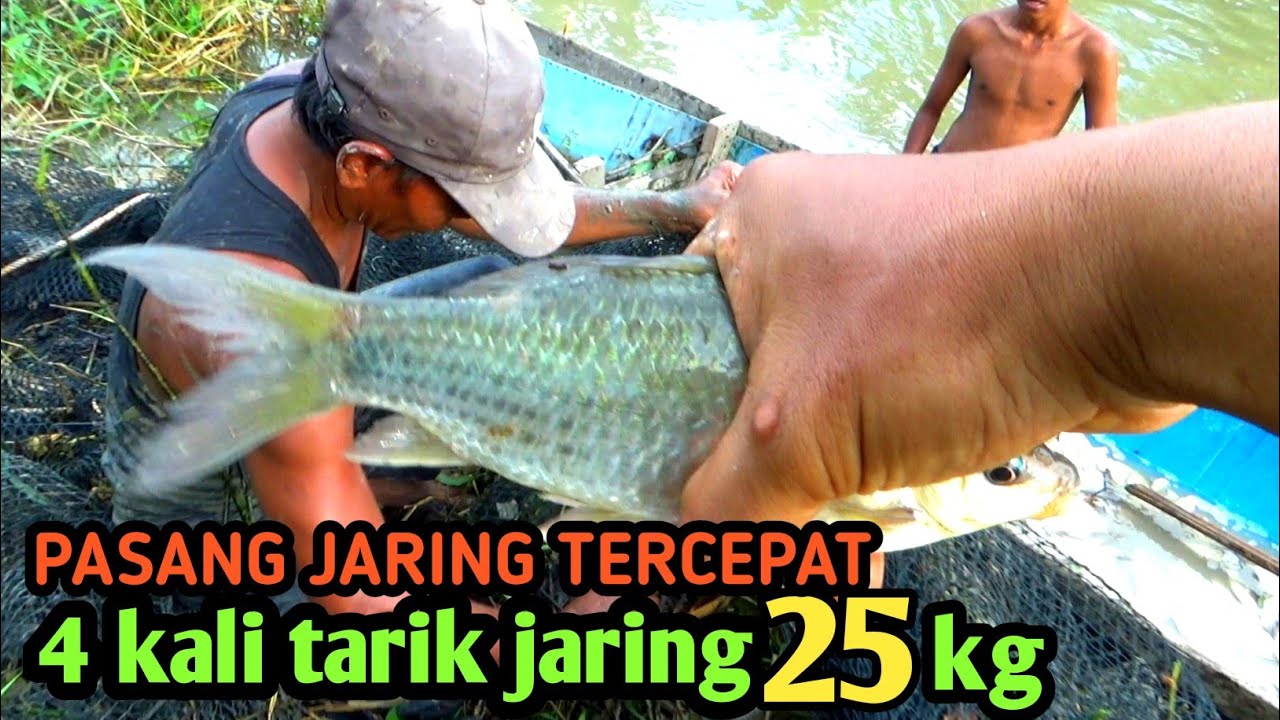 CARA MENJARING IKAN TERCEPAT EMPAT KALI TARIk 25 KG