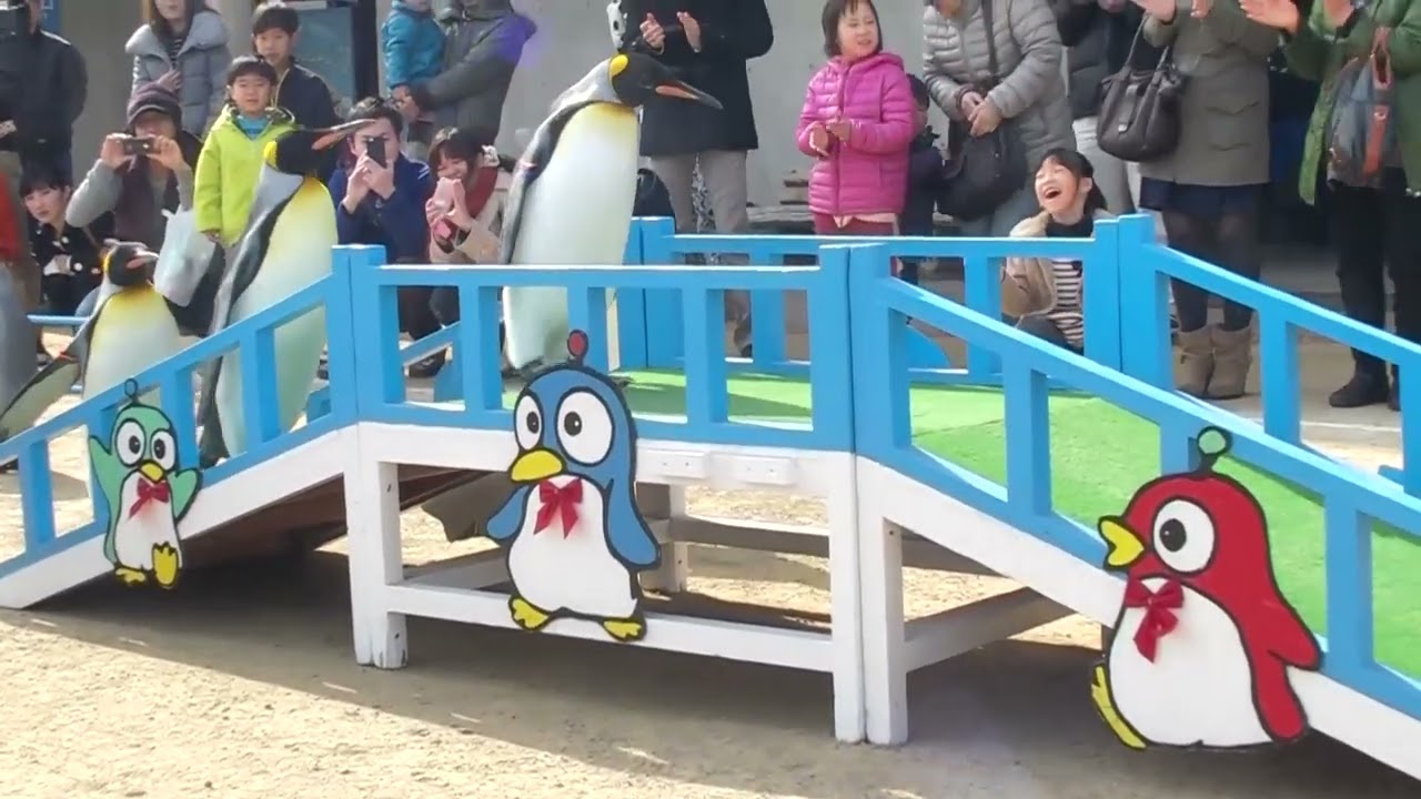 長崎ペンギン水族館 キングペンギンのパレード (2014.2.16)