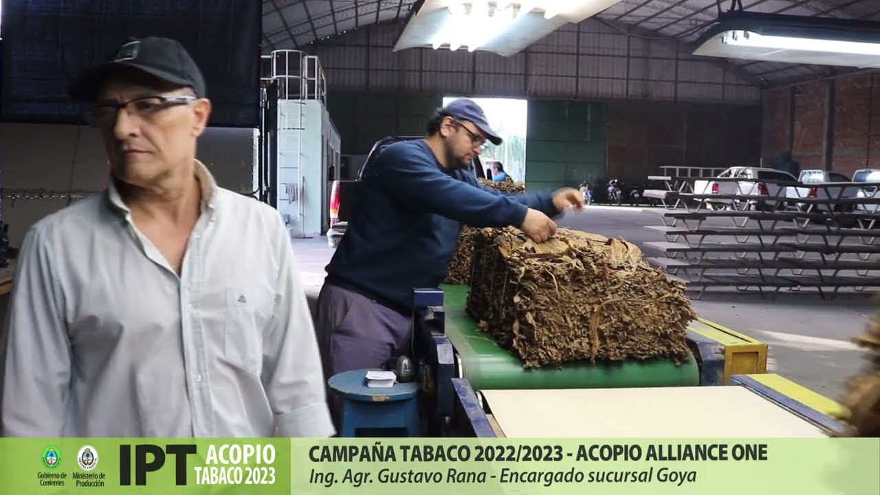 Acopio Tabaco Alliance One - Campa&ntilde;a 2022/2023