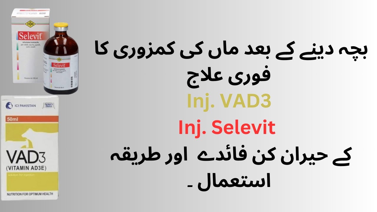 بکری کے بچہ دینے کے بعد Inj. Selevit اور Inj. VAD3 کا استعمال – کمزوری ختم، دودھ میں اضافہ!