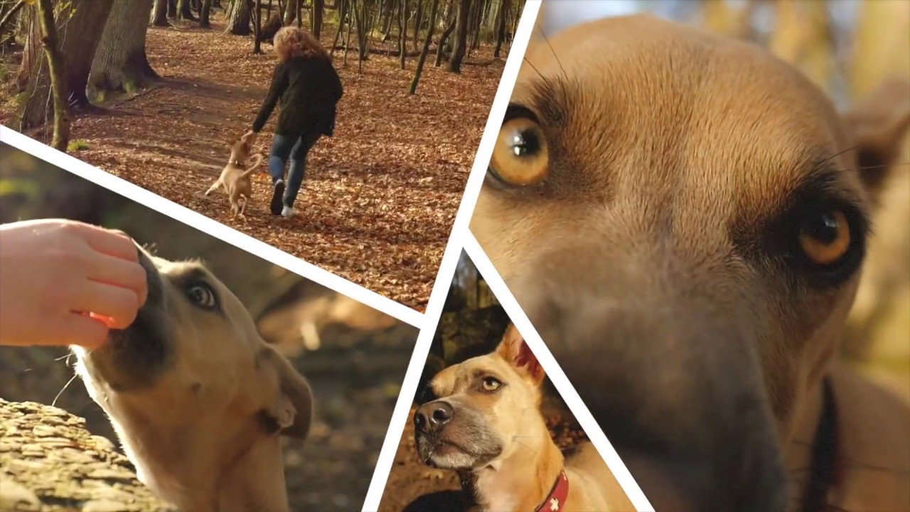 ► Der Elefanten-Trick 🐶 | Fußarbeit & Grundstellung mit Topfmethode | Hundetraining 🐕