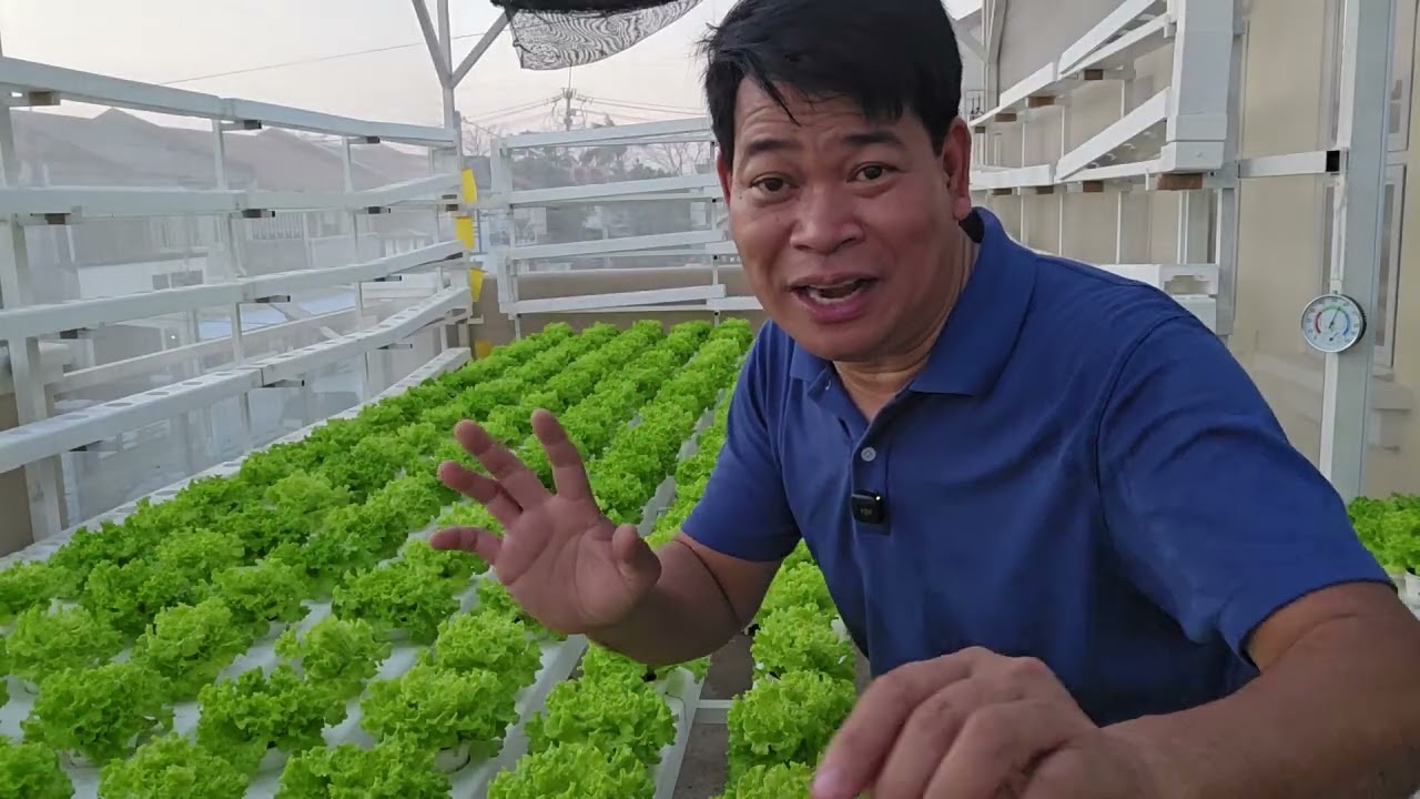 72-days ng aking Hydroponics Journey: 32-days 2nd load direct Sowing 