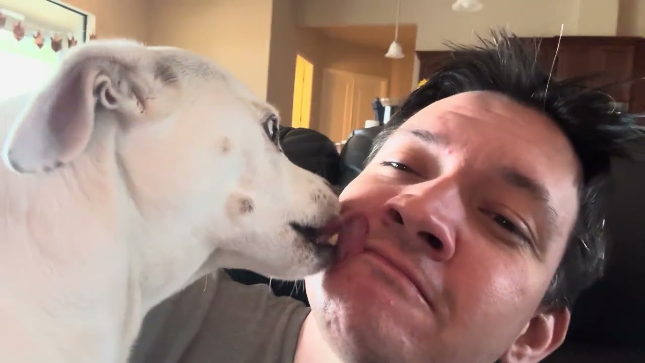 ASMR Three Huge Dogs Lick My Face #asmr #dog #fatbrowne #cute #house #puppy #animals #ambient 