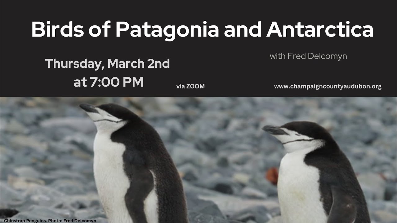Birds of Patagonia and Antarctica with Fred Delcomyn