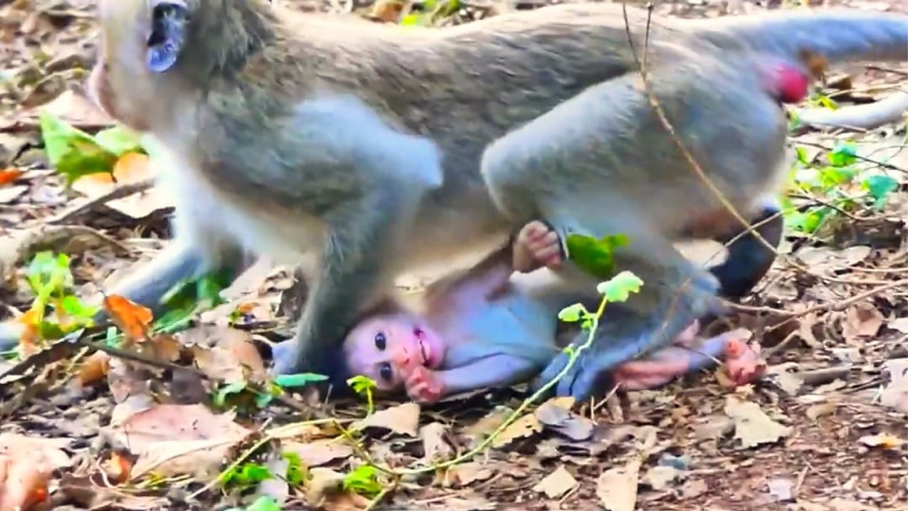 Live: Baby Monkey Tries to Reach Mom While Learning, Exploring, and Feeling Safe in Her Lovinng