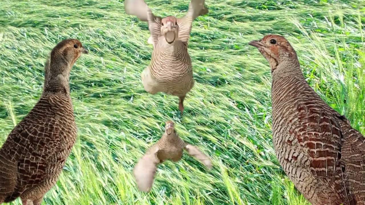 Teetar Ki Dil Ko Chho Jane Wali Awaaz | Natural Bird Sound