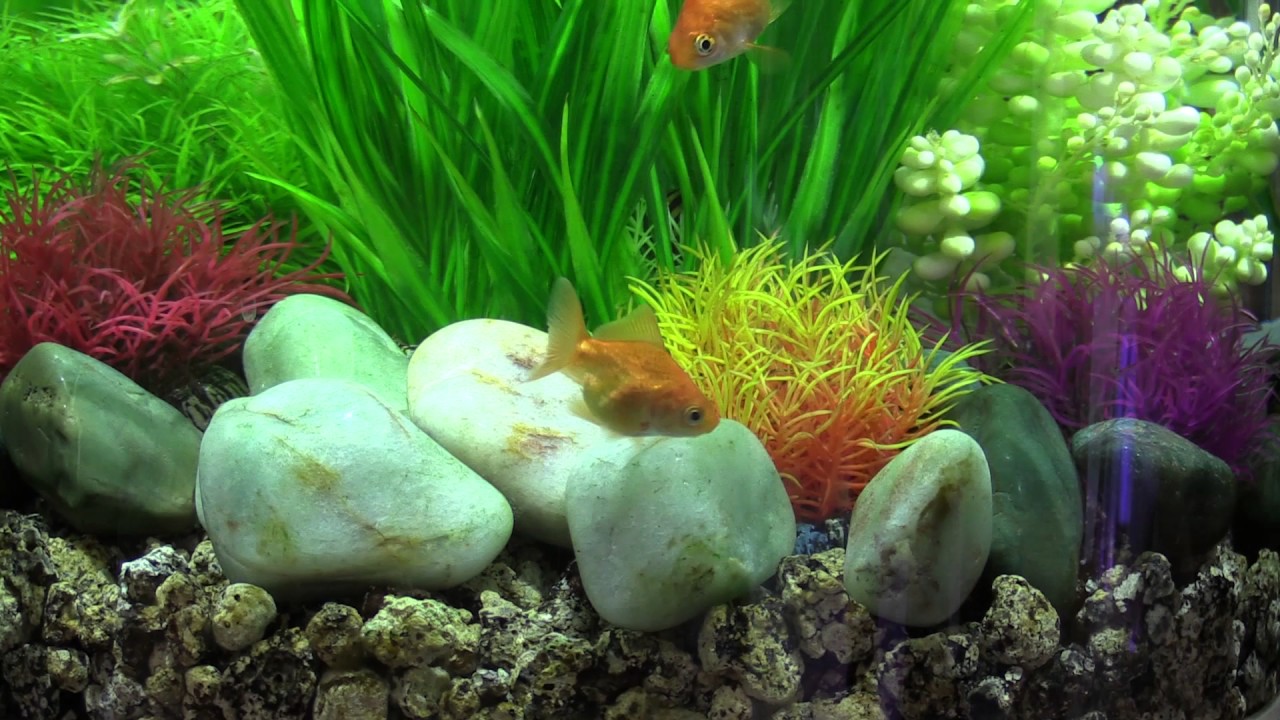 Weald Aquatics display aquarium - 30 litre BiOrb Tube cold water aquarium