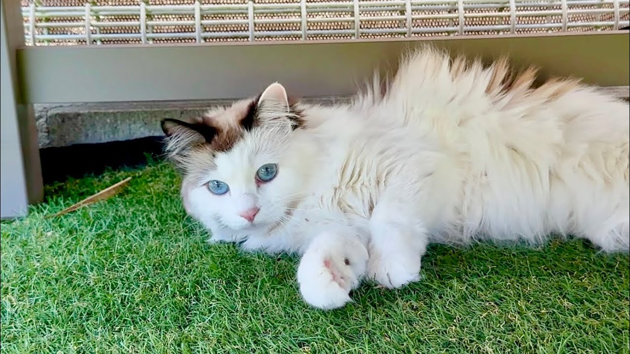 こっち来い！と飼い主に指示する猫