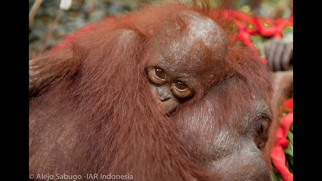 IAR March 2013 Orangutan Rescues