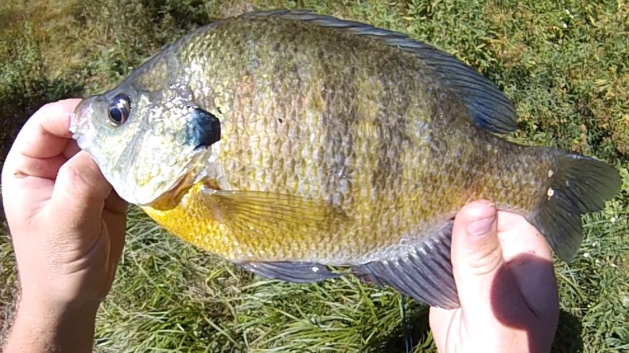 Bait Fishing #129 - Superworm Fishing for Pumpkinseed, Hybrid Sunfish, and Big Bluegill