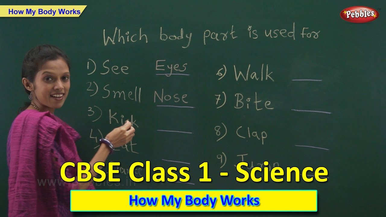 How My Body Works | Class 1 CBSE Science | Science Syllabus Live Videos | Video Training
