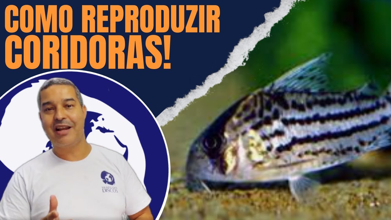 REPRODUZIR CORIDORA- Como você pode fazer no seu aquário