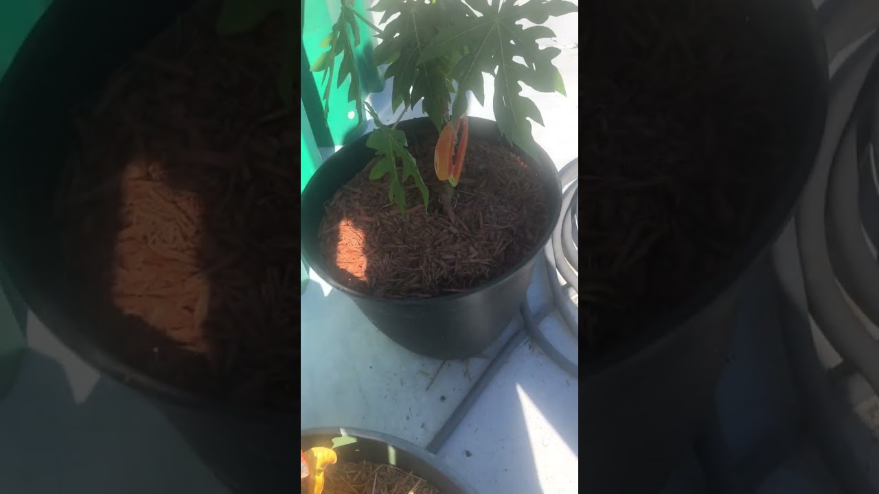 Florida garden update on vegetables. 🫑🍆🌶️🍅🍋🍊🍠🫛🍓🍉🥔🌽🍌🥦🥑🥭🫜🥬🥕