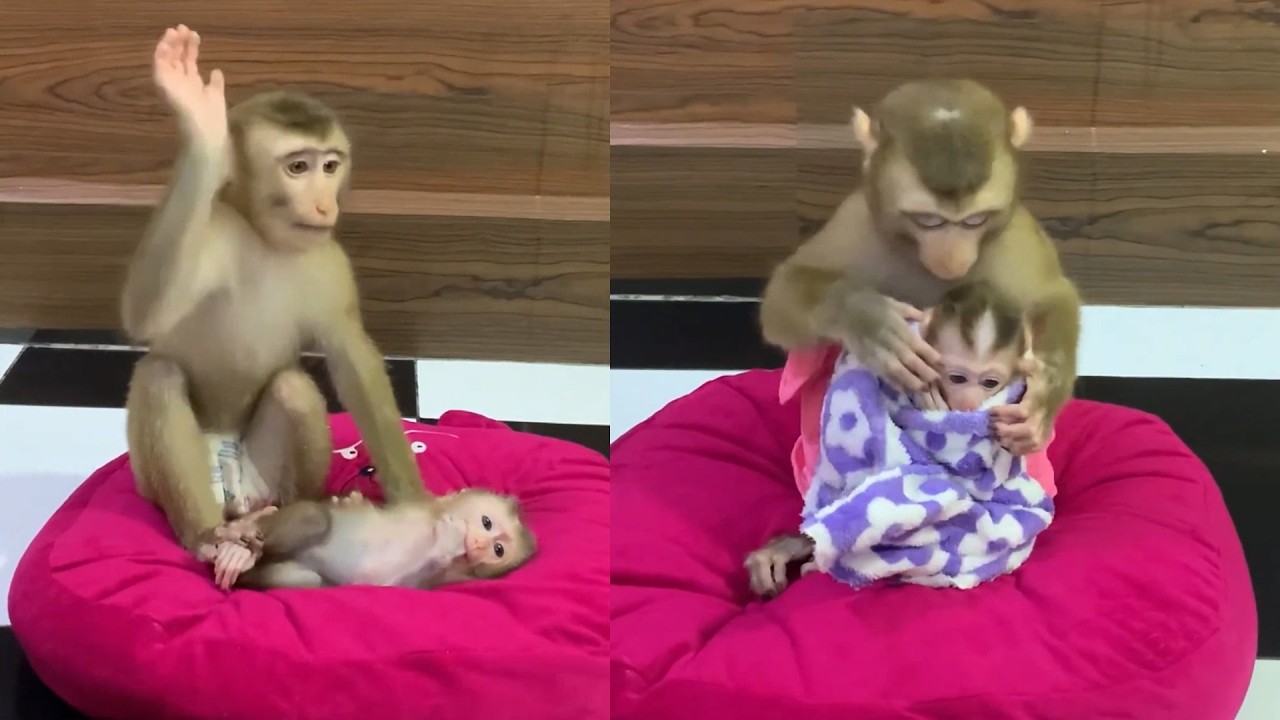 Playtime to Naptime! 💜 Big Sister Swaddles Baby Monkey in a Cozy Blanket