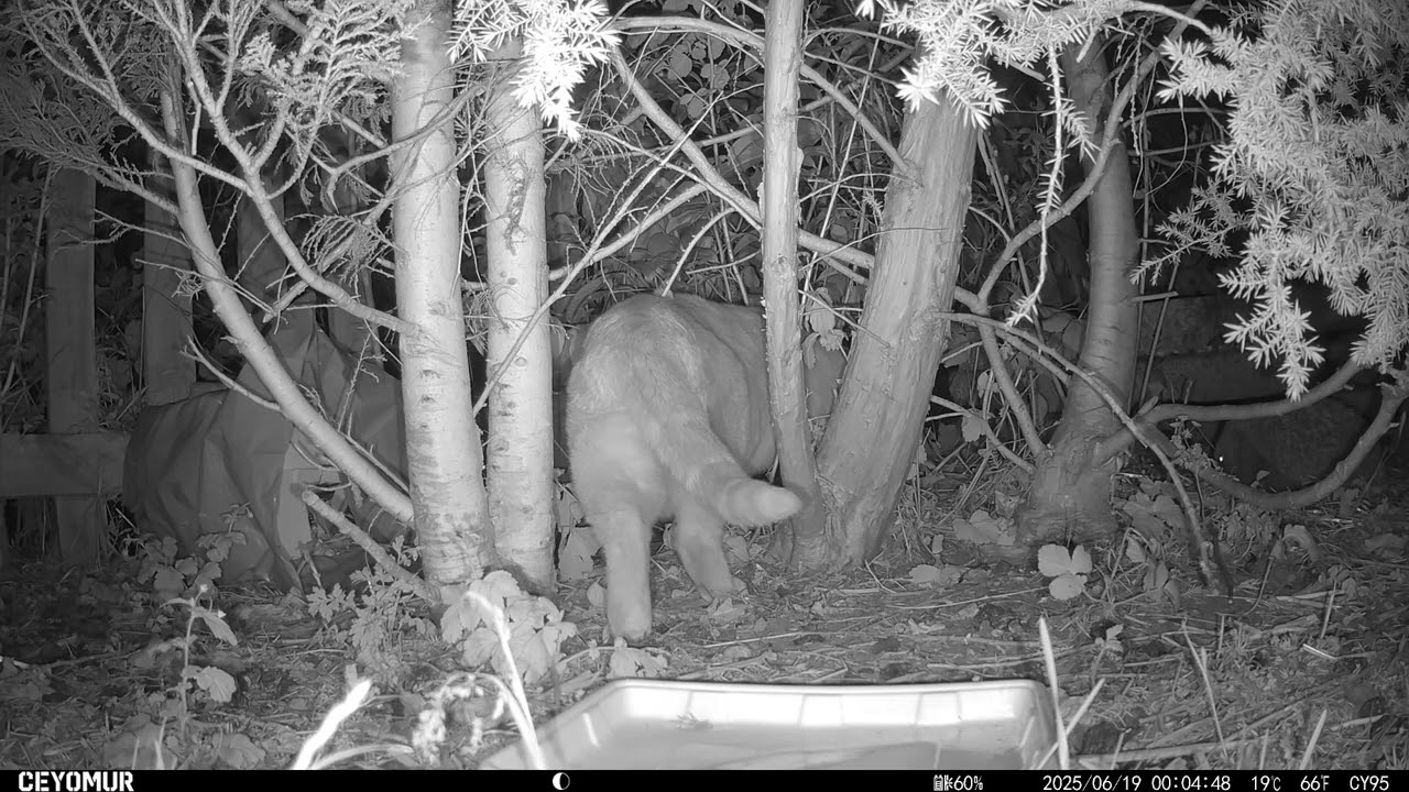 18/06/2025 - Back to hedgehogs!