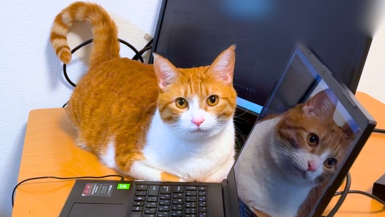 パパとママが家で仕事の日、甘えん坊猫の1日