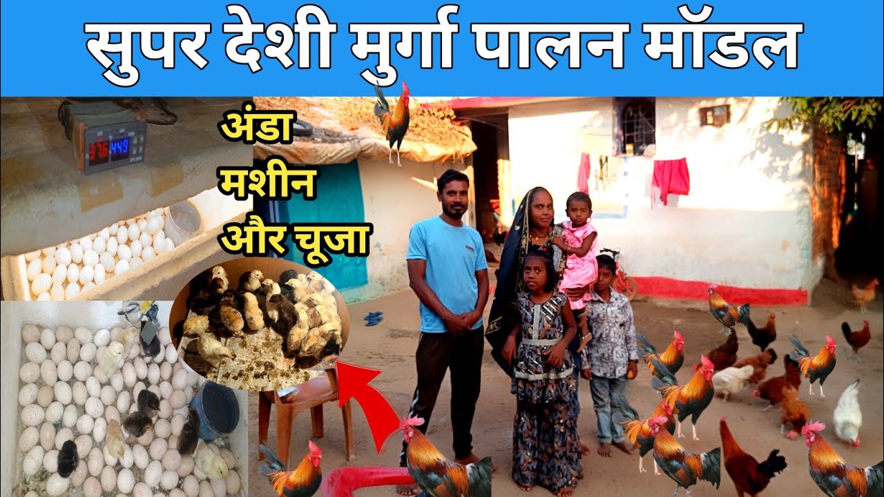 देशी मुर्गा पालन का सरल तरीका घर मे #इनक्यूबेटर का बहुत अच्छा इस्तेमाल करके #मुर्गा_पालन फ्री रेंज