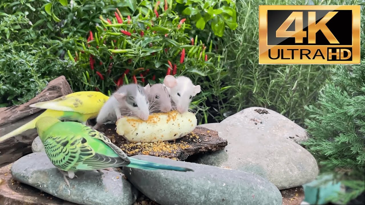Uninterrupted Cat & Dog TV | Romantic Squirrels and Lovely Birds in Garden - 24 Hour Cat TV