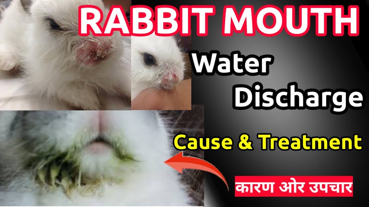 खरगोश के मुँह से लार क्यों बहती है ll कारण और उपचार!! Rabbit mouth Infection ll Cause n Treatments
