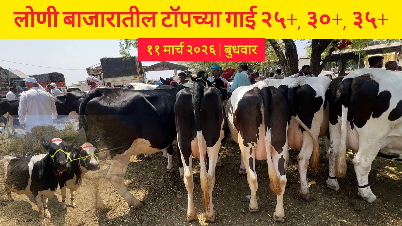 🔴 LIVE गाई बाजार लोणी | ११ मार्च २०२६ - बुधवार | दुधाचे दर वाढल्यामुळे गाईंच्या किंमतीत वाढ 😱😱 |#cow