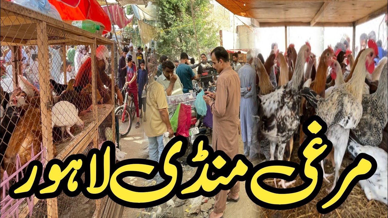 Desi Murgi Mandi Sunday Update Nadia Ghee Mil Rasheed Pura Lahore Pakistan